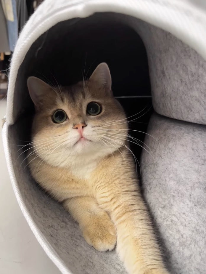 Thomas Huynh's Review