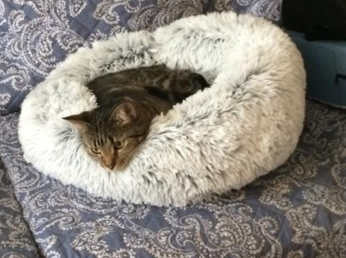 Steven Rasher's Review