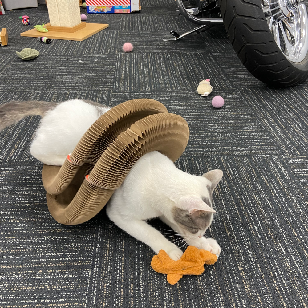 Michelle smith's Review