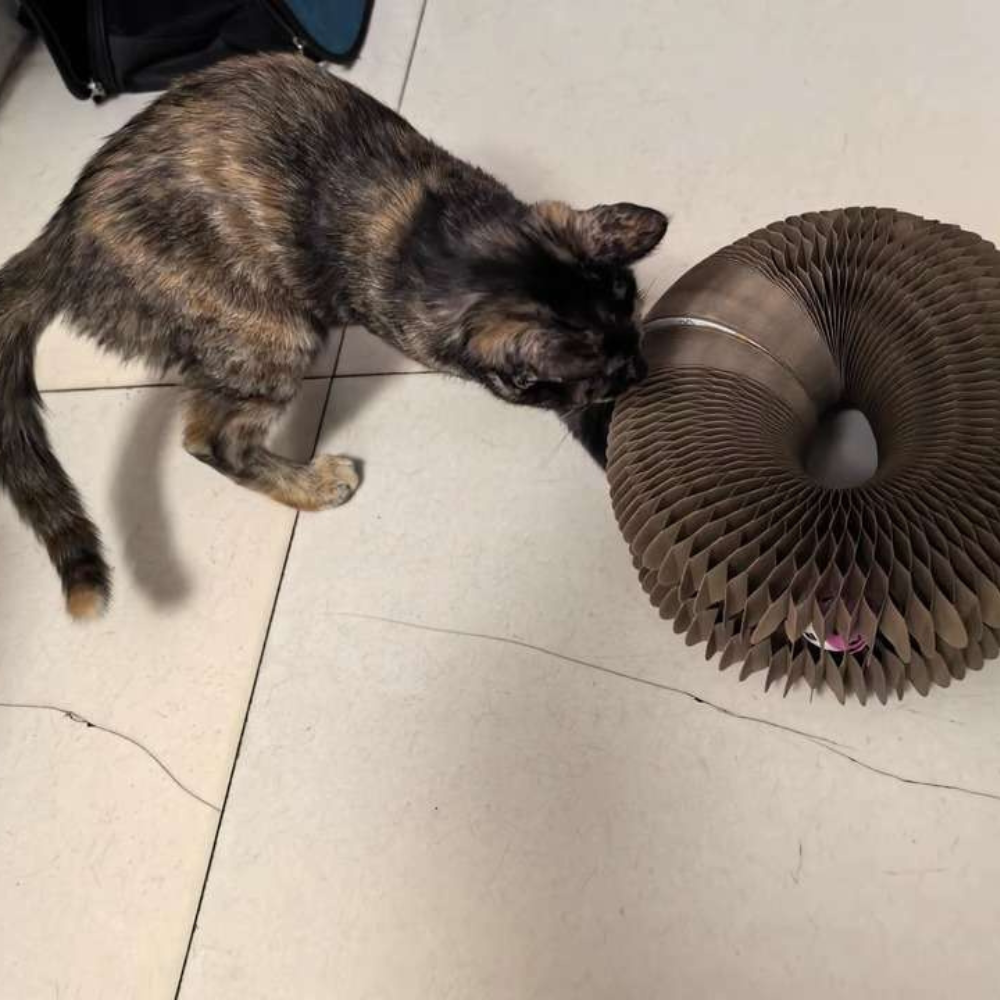 Christy Jones's Review