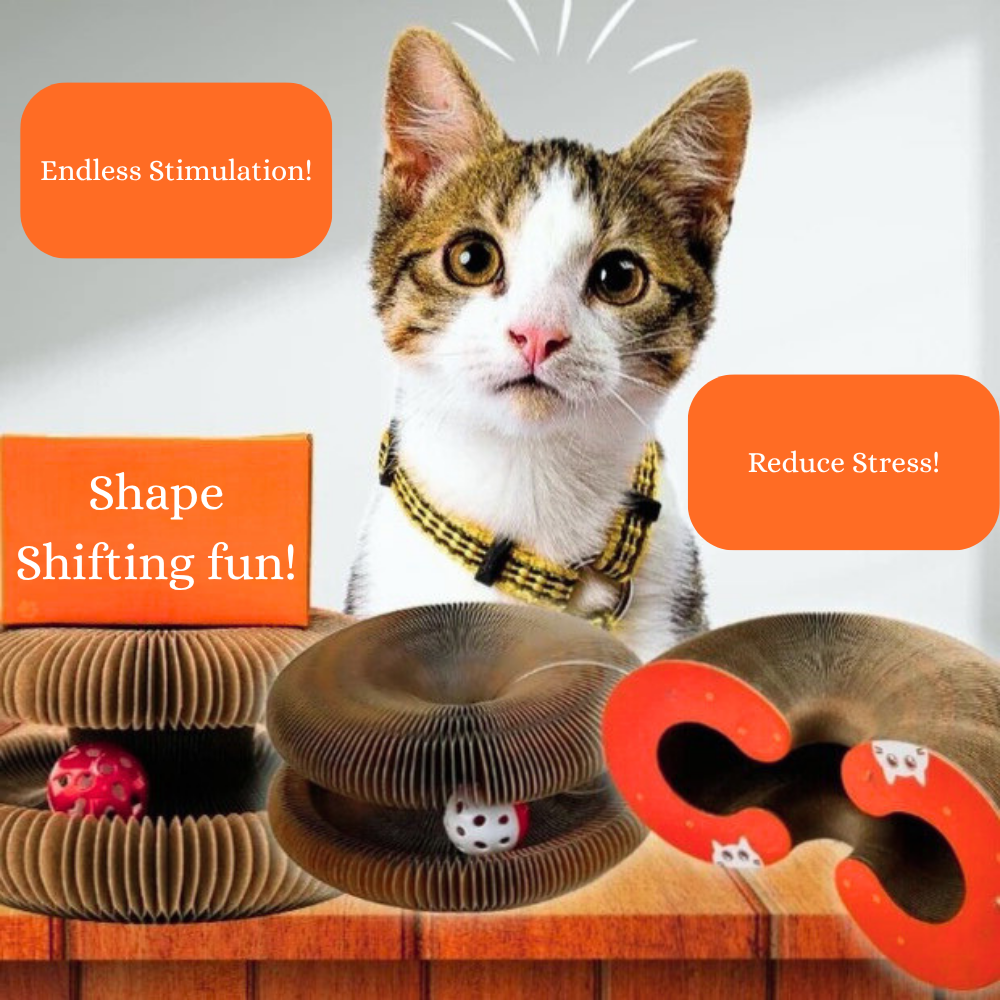 CatLoop Interactive Cat Toy – Mental & Physical Exercise Track & Scratcher